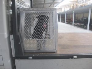 Coffre aluminium transport de chien 1770 x 700 x 850 mm